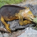 iguana_land_spz_h_0087_ecu1784.jpg